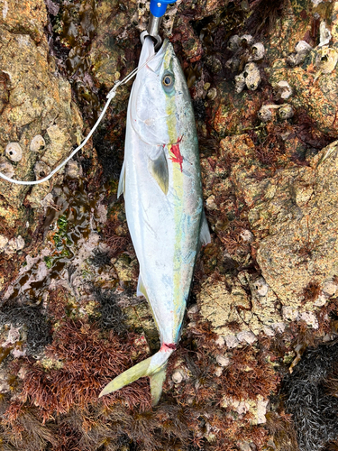 ハマチの釣果