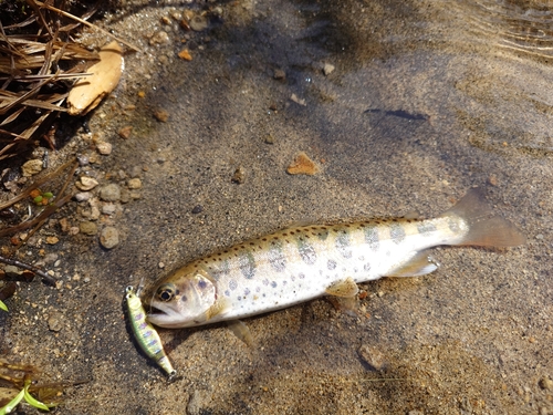 ヤマメの釣果