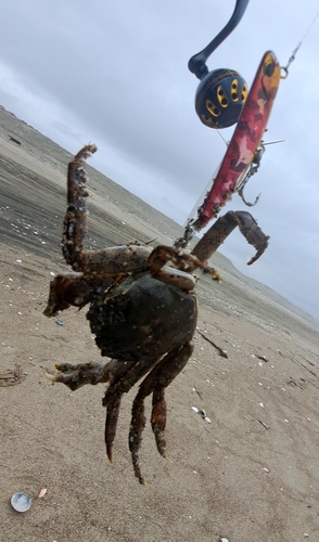 カニの釣果