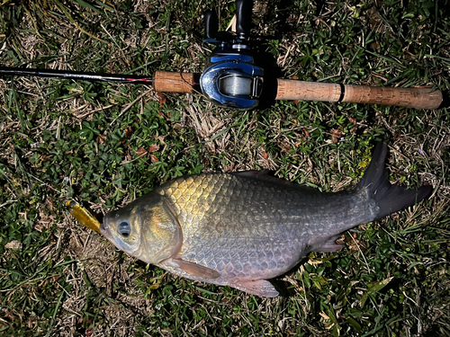 フナの釣果