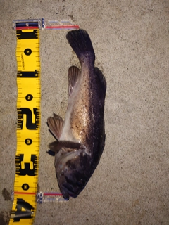 クロソイの釣果