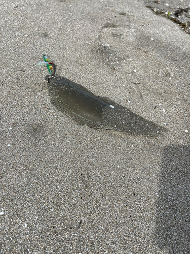 シタビラメの釣果