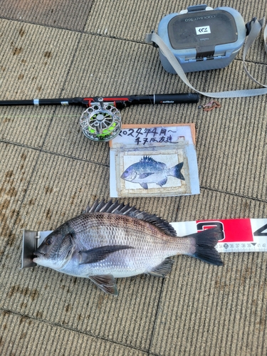 チヌの釣果