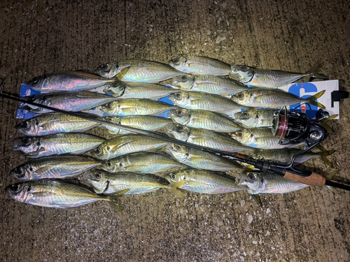 アジの釣果