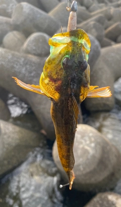 アナハゼの釣果