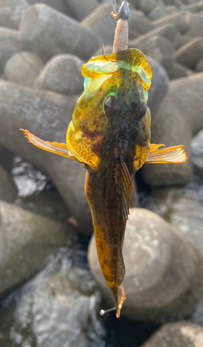 アナハゼの釣果