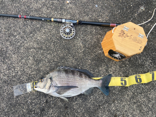 クロダイの釣果