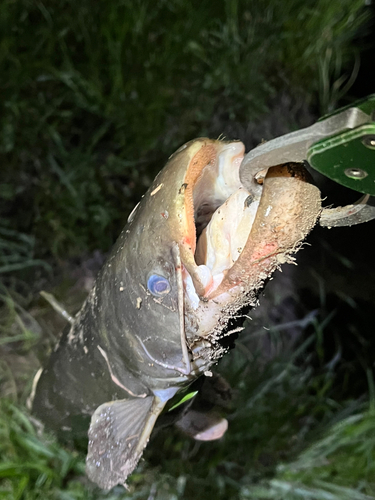 ナマズの釣果