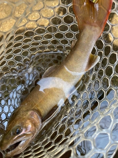 イワナの釣果