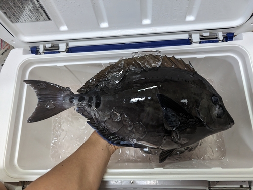 ニザダイの釣果