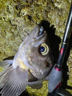 シロメバルの釣果