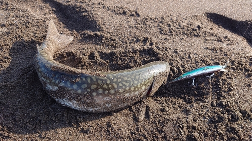 アメマスの釣果