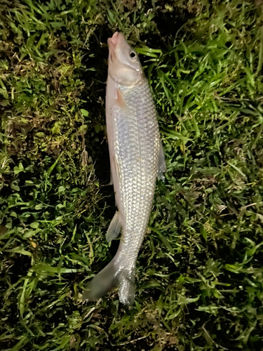 ニゴイの釣果