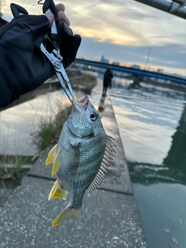 キビレの釣果