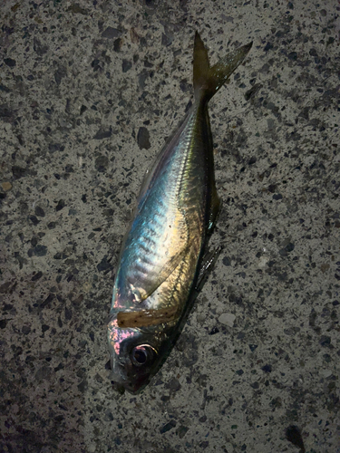 マアジの釣果