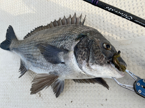 クロダイの釣果