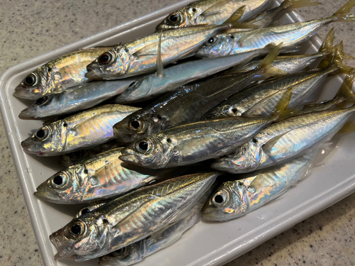 アジの釣果