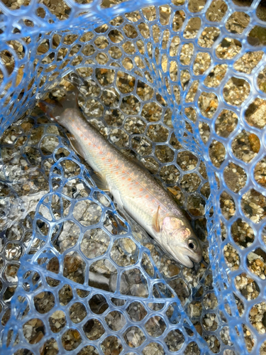 イワナの釣果