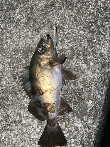 クロメバルの釣果