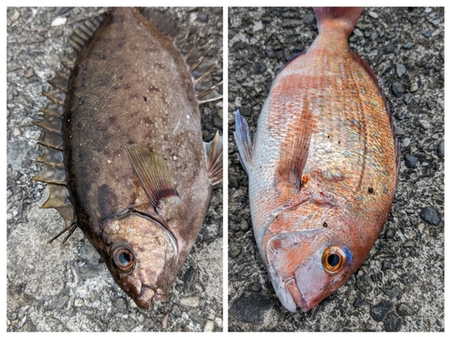 タイの釣果