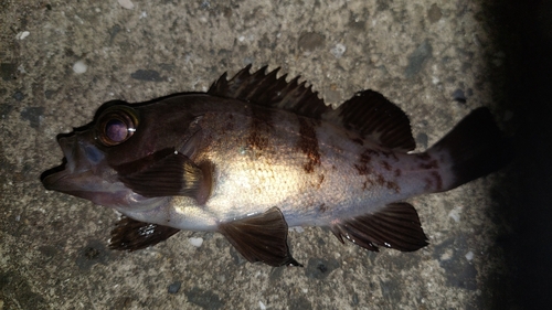 メバルの釣果