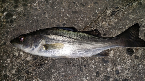 セイゴ（マルスズキ）の釣果