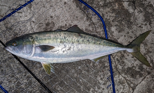 ハマチの釣果