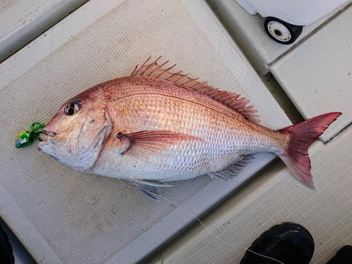 マダイの釣果