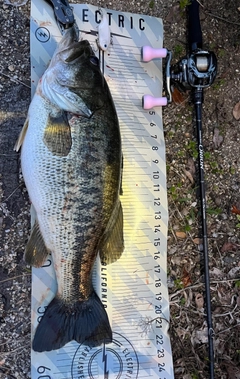 ブラックバスの釣果