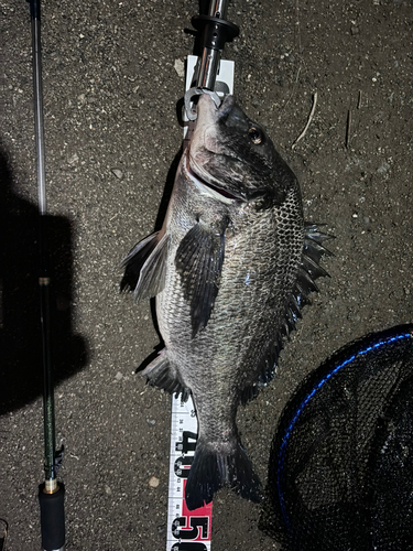 クロダイの釣果