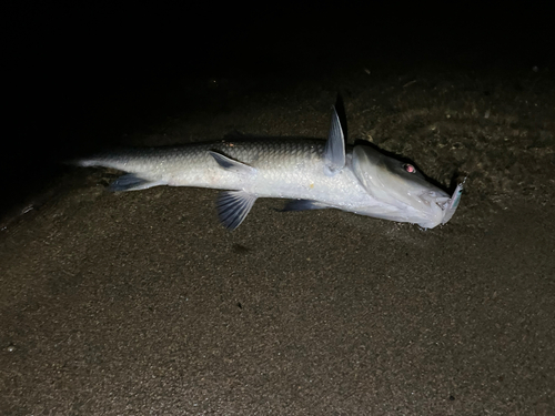 ニゴイの釣果