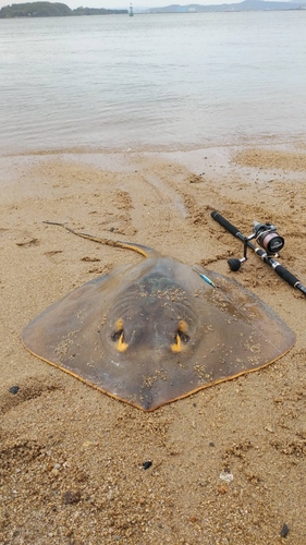 アカエイの釣果