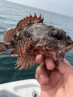 ガシラの釣果