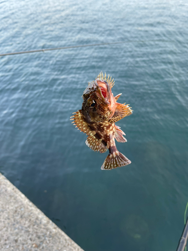 ガシラの釣果