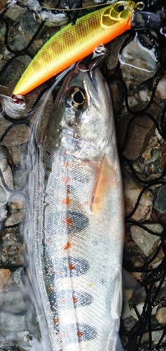 アマゴの釣果