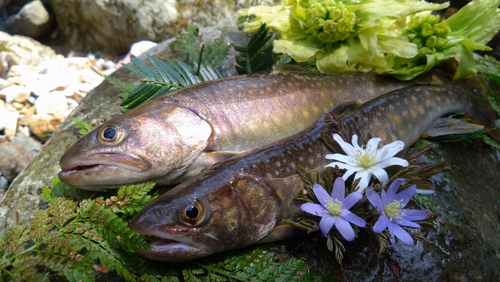 イワナの釣果