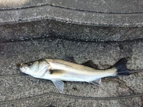 セイゴ（マルスズキ）の釣果