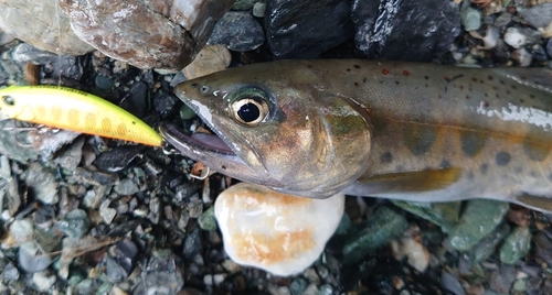 アマゴの釣果