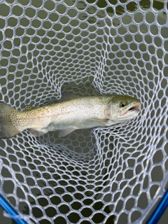 ニジマスの釣果