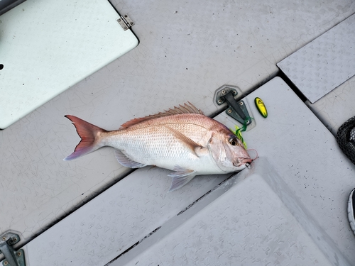 マダイの釣果