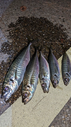 アジの釣果