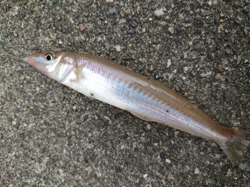 キスの釣果