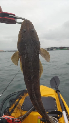 マゴチの釣果