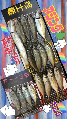 アジの釣果