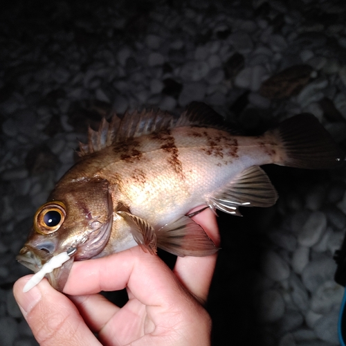 シロメバルの釣果