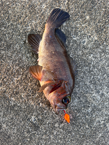 メバルの釣果