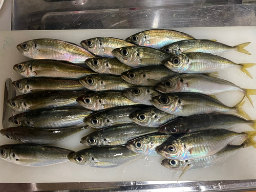 アジの釣果