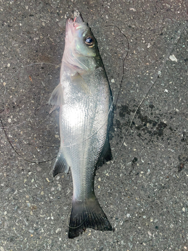 セイゴ（ヒラスズキ）の釣果