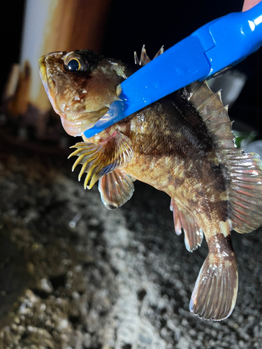 メバルの釣果