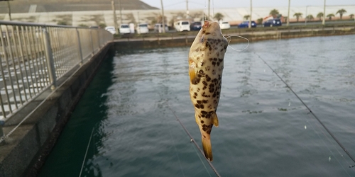 アカメフグの釣果